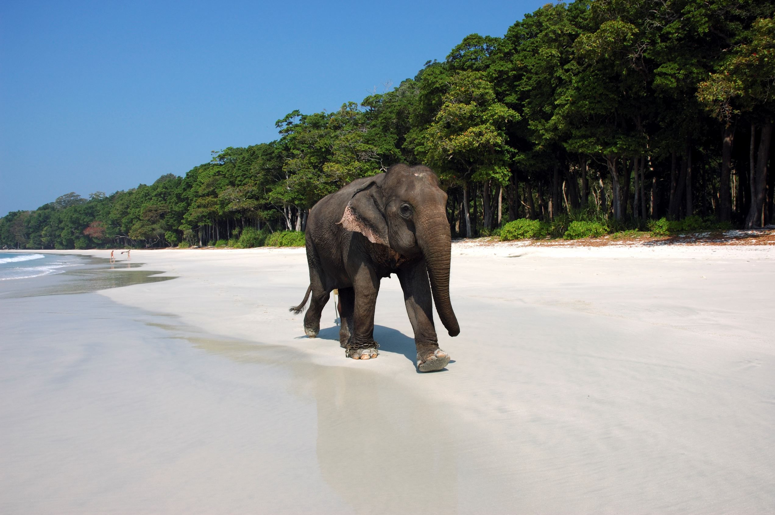 <h2>Andaman Tour</h2>
